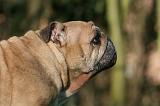 BULLDOG ANGLAIS 125